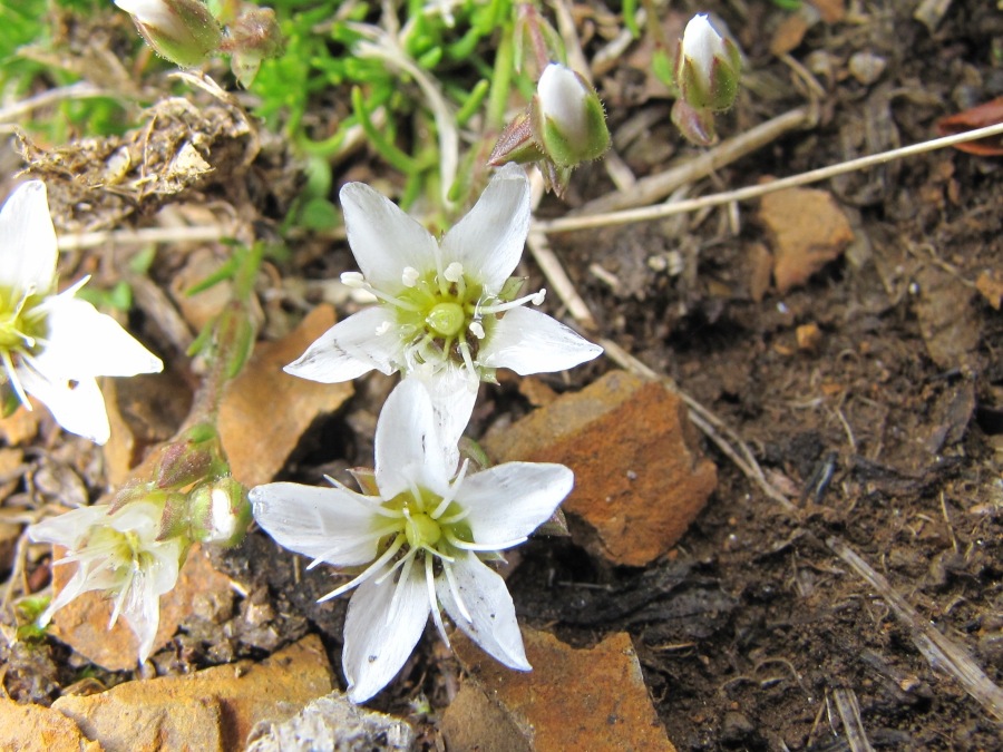 Da identificare  - Minuartia recurva?